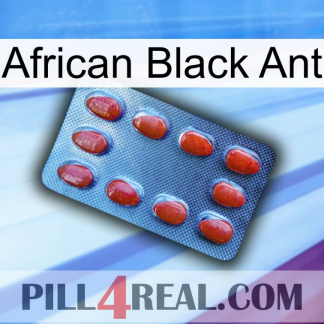 African Black Ant 06